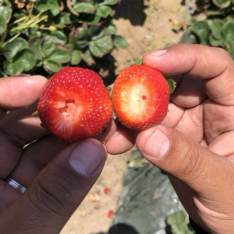 fresh_tracks_ag_before_after_strawberries